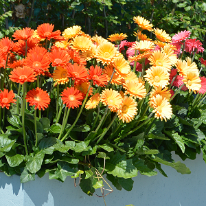 Gerber Daisies